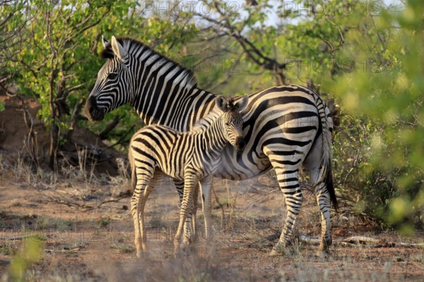 Burchell's zebra (Equus quagga burchelli), Burchell's zebra, adult, female, juvenile, mother, social behaviour, two animals, Kruger, Kruger National Park, South Africa