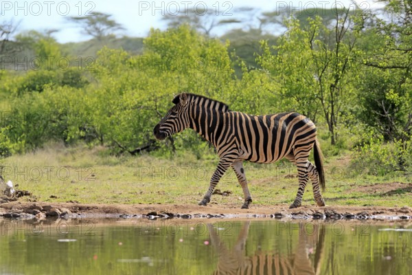 Burchell's zebra (Equus quagga burchelli), Burchell's zebra, adult, at the water, waterhole, running, Kruger, Kruger National Park, South Africa