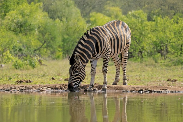 Burchell's zebra (Equus quagga burchelli), Burchell's zebra, adult, at the water, waterhole, drinking, Kruger, Kruger National Park, South Africa