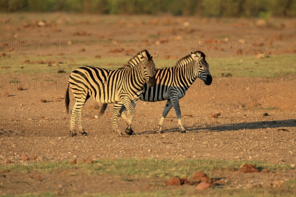 Burchell's zebra (Equus quagga burchelli), Burchell's zebra, adult, two animals, foraging, Kruger, Kruger National Park, South Africa
