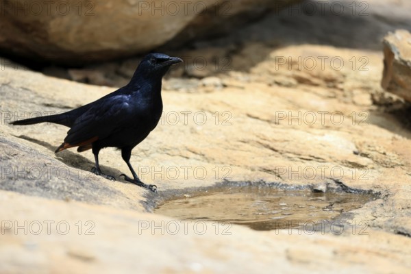 Red-winged Starling (Onychognathus morio), adult, male, at the water, alert, Mountain Zebra National Park, South Africa