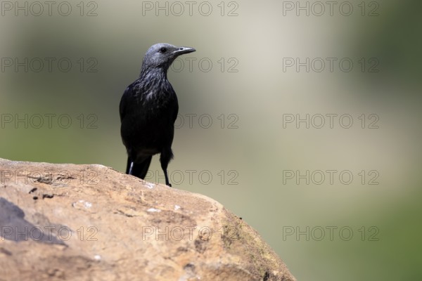 Red-winged Starling (Onychognathus morio), adult, on rocks, female, alert, Mountain Zebra National Park, South Africa