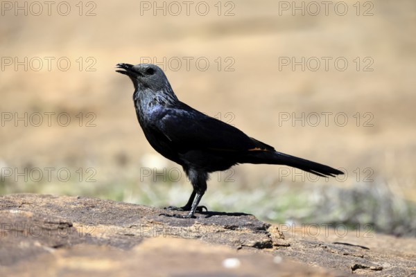 Red-winged Starling (Onychognathus morio), adult, on ground, female, calling, Mountain Zebra National Park, South Africa