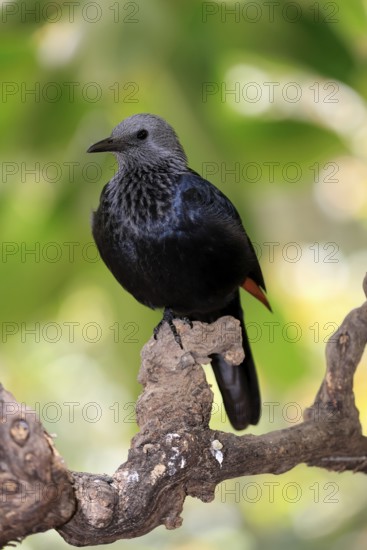 Red-winged Starling (Onychognathus morio), adult, perch, female, alert, Mountain Zebra National Park, South Africa