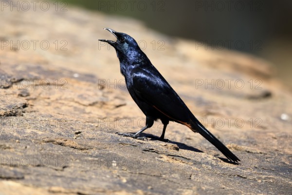 Red-winged Starling (Onychognathus morio), adult, male, on rocks, calling, alert, Mountain Zebra National Park, South Africa