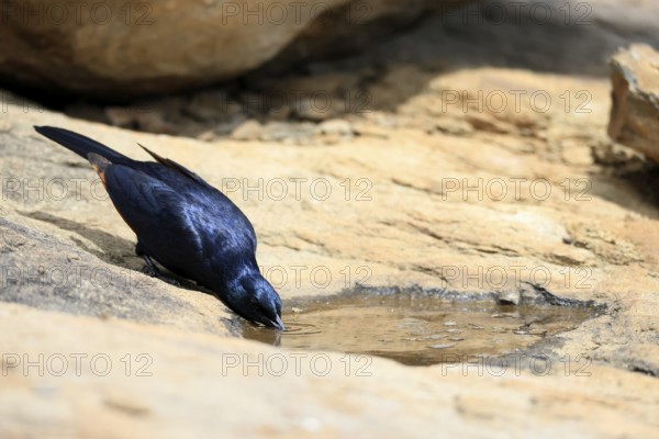 Red-winged Starling (Onychognathus morio), adult, male, at the water, drinking, Mountain Zebra National Park, South Africa