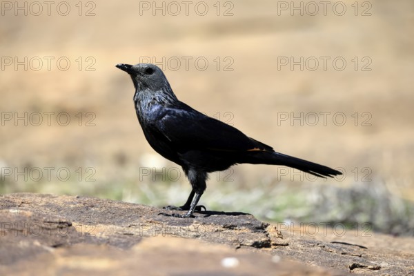 Red-winged Starling (Onychognathus morio), adult, on ground, female, alert, Mountain Zebra National Park, South Africa