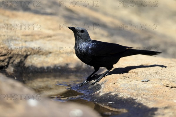 Red-winged Starling (Onychognathus morio), adult, at the water, female, Mountain Zebra National Park, South Africa