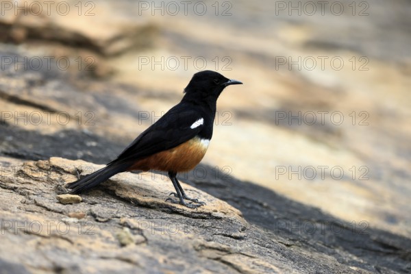 Red-bellied Wheatear (Thamnoläa cinnamomeiventris), adult, male, on the ground, foraging, Mountain Zebra National Park, Eastern Cape, South Africa