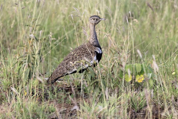 Red-crested Bustard (Lophotis ruficrista), adult, male, foraging, alert, Kruger, Kruger National Park, South Africa