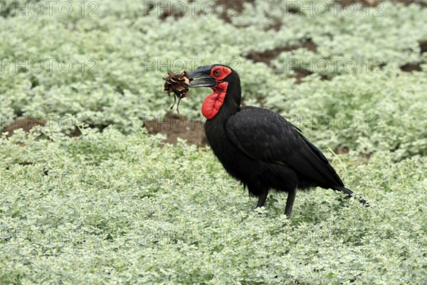 Red-faced Hornbill (Bucorvus leadbeateri), Southern ground hornbill, Red-cheeked Hornbill, Kaffir Hornbill, adult, with prey, with food, frog, on ground, Kruger, Kruger National Park, South Africa