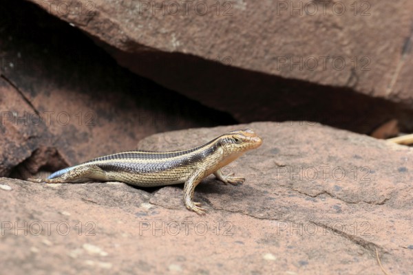 Rainbow skink (Trachylepis margaritifera), adult, female, at the den, foraging, Kruger, Kruger National Park, South Africa
