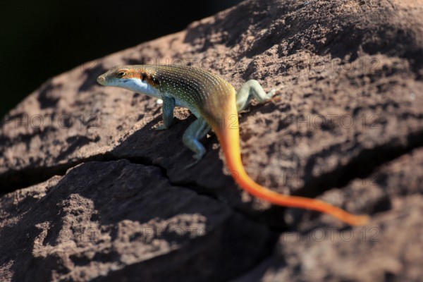 Rainbow skink (Trachylepis margaritifera), adult, male, on rocks, foraging, Kruger, Kruger National Park, South Africa