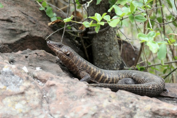 Giant striped shield lizard (Matobosaurus validus), adult, on the ground, foraging, Kruger, Kruger National Park, South Africa