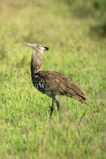 Kori Bustard (Ardeotis kori), Kori Bustard, adult, foraging, alert, Kruger, Kruger National Park, South Africa