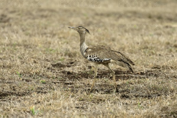 Kori Bustard (Ardeotis kori), Kori Bustard, adult, foraging, alert, Kruger, Kruger National Park, South Africa