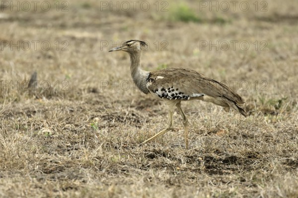 Kori Bustard (Ardeotis kori), Kori Bustard, adult, running, foraging, alert, Kruger, Kruger National Park, South Africa