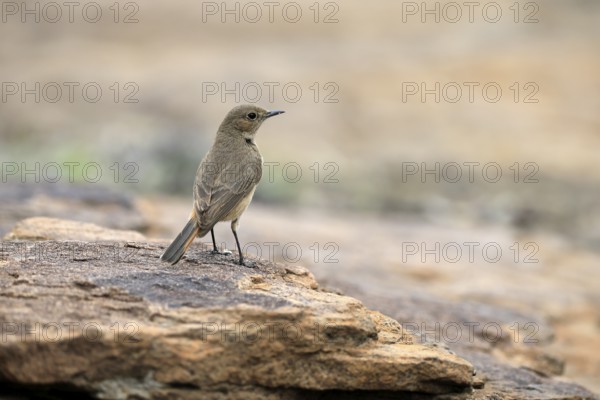 Rusty-tailed Wheatear (Oenanthe familiaris), adult, on rocks, foraging, alert, Mountain Zebra National Park, Eastern Cape, South Africa
