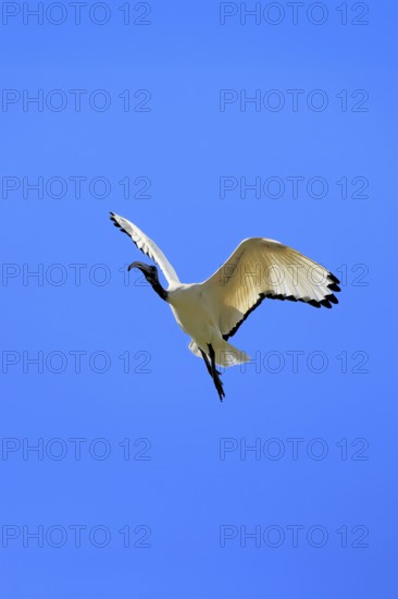 Pharaoh ibis (Threskiornis aethiopicus), adult, flying, Table Mountain National Park, Western Cape, South Africa