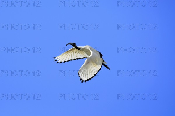Pharaoh ibis (Threskiornis aethiopicus), adult, flying, Table Mountain National Park, Western Cape, South Africa