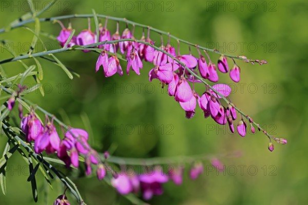 Polygala virgata, Purpurginster, flower, flowering, shrub, Kirstenbosch Botanical Gardens, Cape Town, South Africa