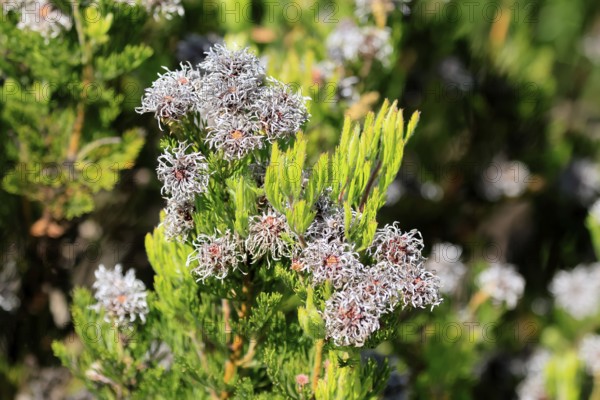 Serruria fucifolia, flowers, flowering, bush, fynbos, Kirstenbosch Botanical Gardens, Cape Town, South Africa