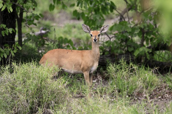 Steenbok (Raphicerus campestris), adult, female, foraging, vigilant, dwarf antelope, Kruger, Kruger National Park, South Africa
