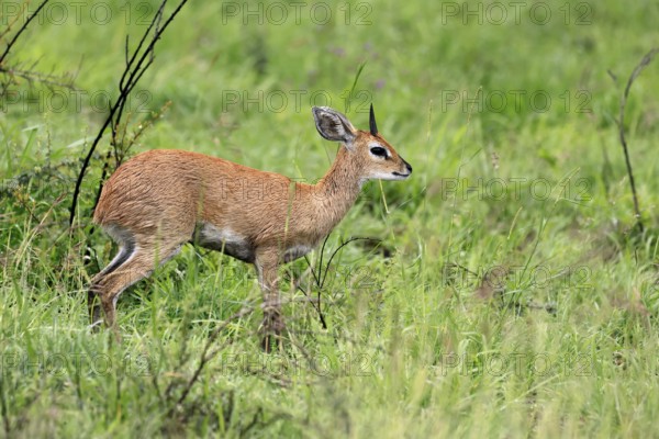 Steenbok (Raphicerus campestris), adult, male, foraging, vigilant, dwarf antelope, Kruger, Kruger National Park, South Africa