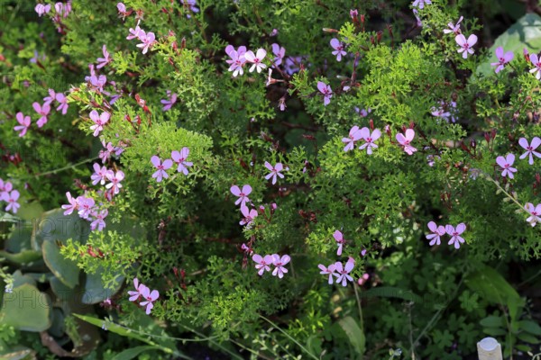 Pelargonium reniforme, Cape Pelargonium, flower, flowering, medicinal plant, Kirstenbosch Botanical Gardens, Cape Town, South Africa