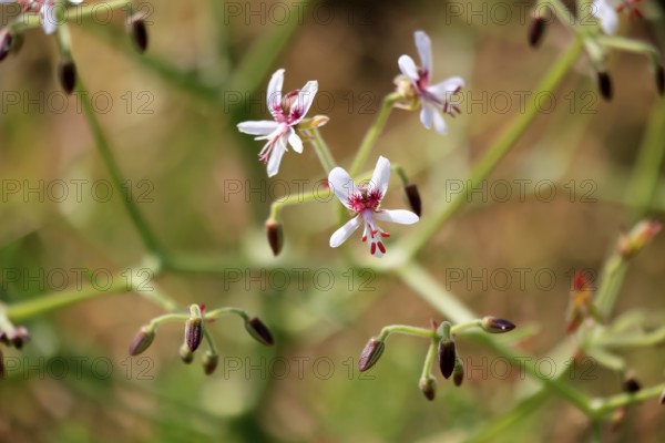 Pelargonium paniculatum, flowering, flowers, Karoo Desert Botanic Garden, Worcester, Western Cape, South Africa