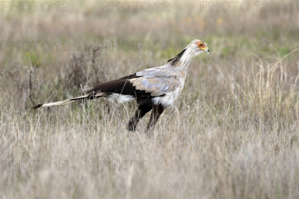 Secretary (Sagittarius serpentarius), adult, foraging, alert, Mountain Zebra National Park, Eastern Cape, South Africa