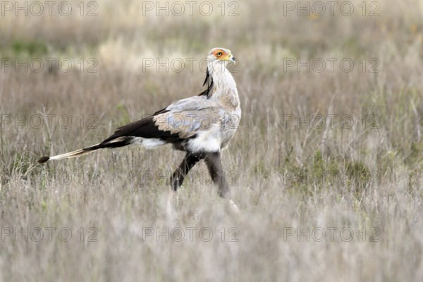 Secretary (Sagittarius serpentarius), adult, running, foraging, alert, Mountain Zebra National Park, Eastern Cape, South Africa