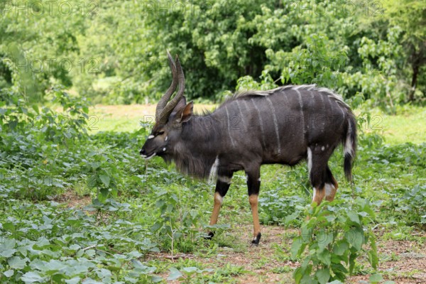 Nyala (Tragelaphus angasii), adult, male, foraging, antelopes, Kruger, Kruger National Park, South Africa