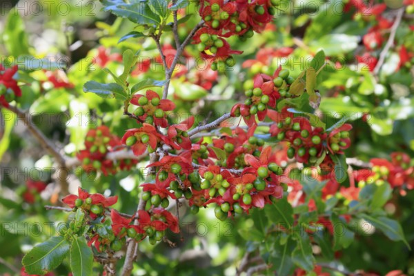 Ochna gamostigmata Du Toit, flower, flowering, shrub, Kirstenbosch Botanical Gardens, Cape Town, South Africa