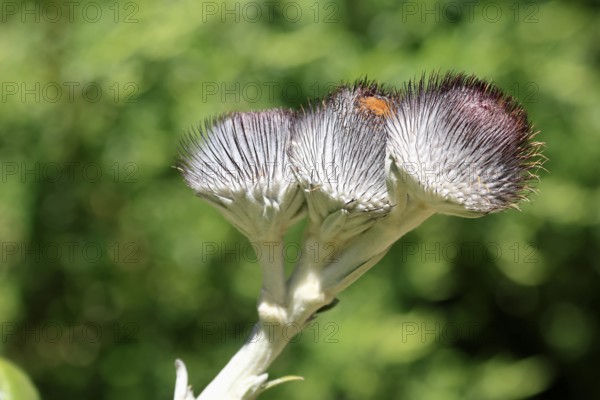 Oldenburgia grandis, flower, flowering, shrub, Kirstenbosch Botanical Gardens, Cape Town, South Africa