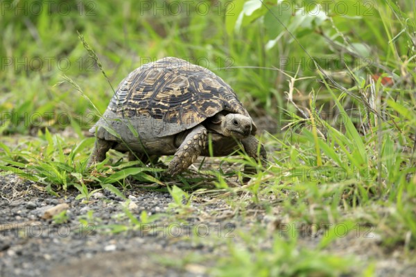 Panther tortoise (Stigmochelys pardalis), adult, running, foraging, Kruger, Kruger National Park, South Africa
