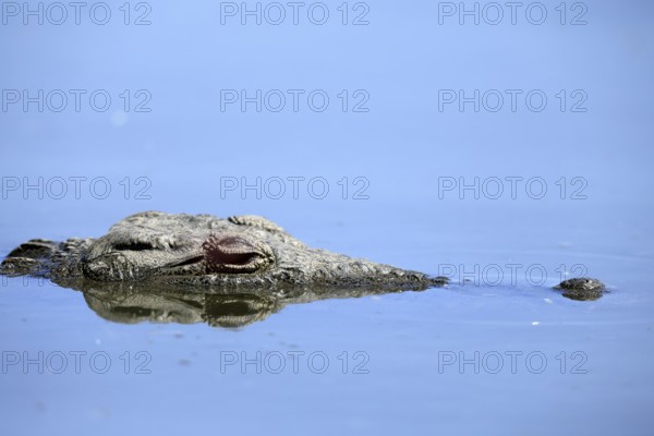 Nile crocodile (Crocodylus niloticus), adult, in water, resting, portrait, Kruger, Kruger National Park, South Africa