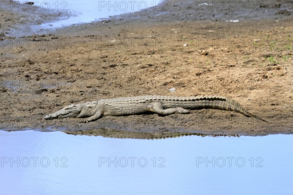 Nile crocodile (Crocodylus niloticus), adult, on land, in the water, resting, Kruger, Kruger National Park, South Africa