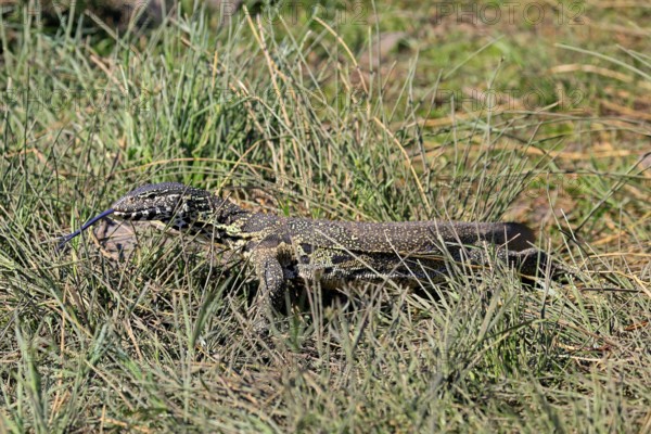 Nile monitor lizard (Varanus niloticus), adult, foraging, tongues, Kruger, Kruger National Park, South Africa