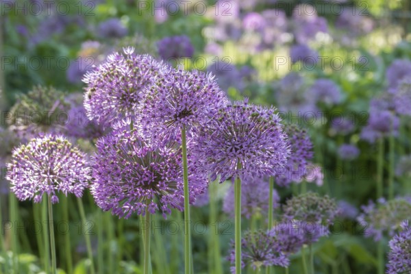 Allium blossom in the district educational garden, Burgsteinfurt, Münsterland, North Rhine-Westphalia, Germany