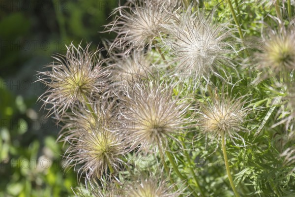 Fruit clusters of the common pasque flower, Münsterland, North Rhine-Westphalia, Germany