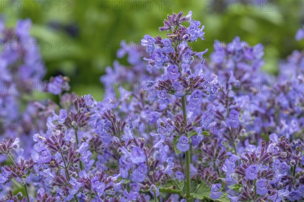 Catmint (Nepeta), North Rhine-Westphalia, Germany