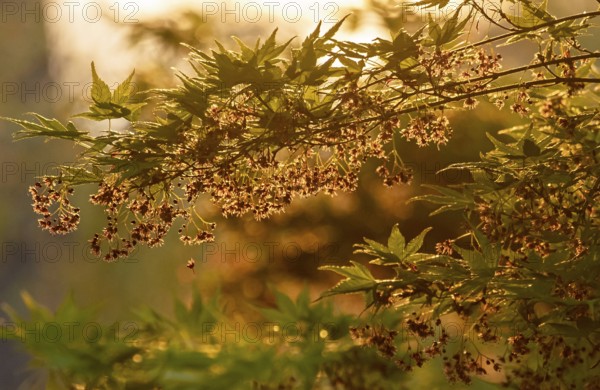 Acer pseudosieboldianum (Acer pseudosieboldianum), Münsterland, North Rhine-Westphalia, Germany