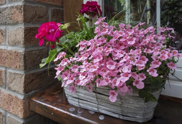 Floral decoration with elfin spurge (Diascia barberae) and geranium, North Rhine-Westphalia, Germany