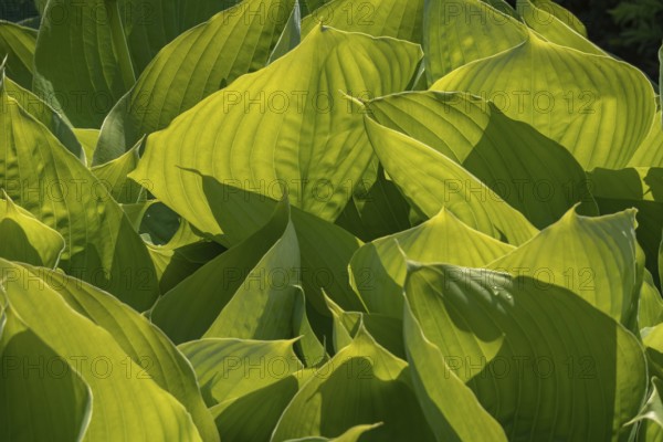 Hosta, Funkie, Münsterland, North Rhine-Westphalia, Germany