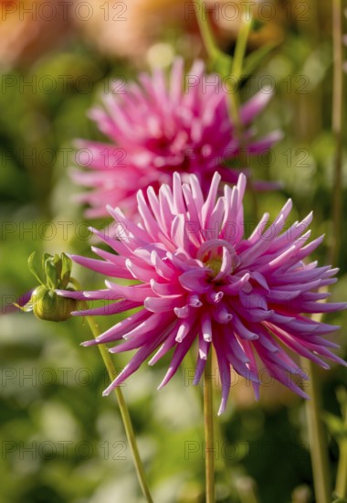 Dahlia (Dahlia), Münsterland, North Rhine-Westphalia, Germany