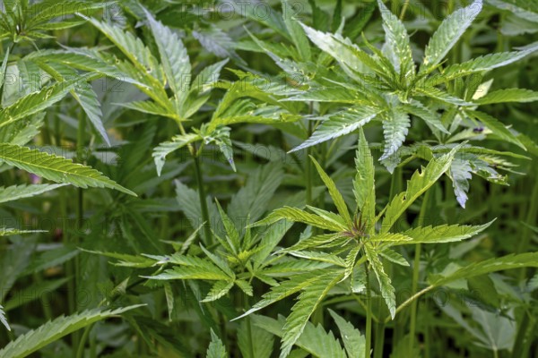 Industrial hemp field (Cannabis sativa) grown for paper, rope, textiles, clothing, biodegradable plastics, paint, insulation, biofuel, food and fodder