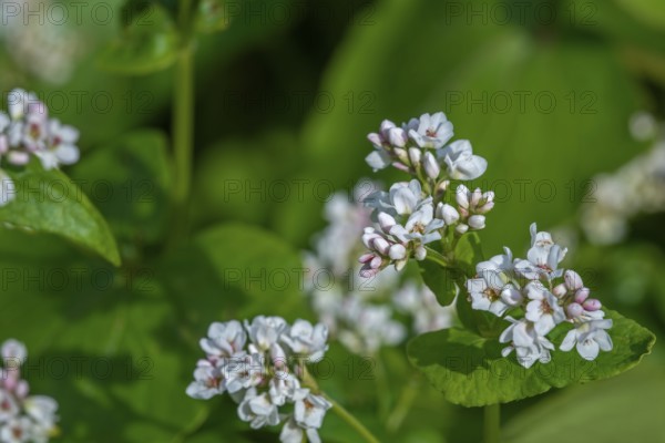 Common buckwheat (Fagopyrum esculentum) in flower in late spring, early summer, cultivated for its grain-like seeds and as a cover crop