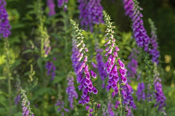 Common foxglove (Digitalis purpurea) in flower in forest in late spring, early summer
