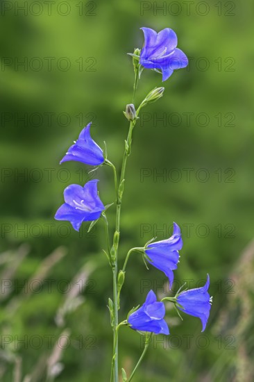 Peach-leaved bellflower (Campanula persicifolia) in flower at forest edge